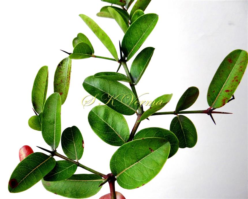  Vegetative shoot